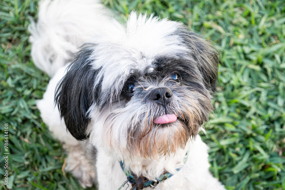 Cute Shih tzu sticks out his tongue with a longing face for food Cute Shih tzu sticks out his tongue with a longing face for food