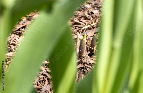 A Hosta Plant Coming Out of the Ground Seen From Behind a Tulip Plant in Springtime 