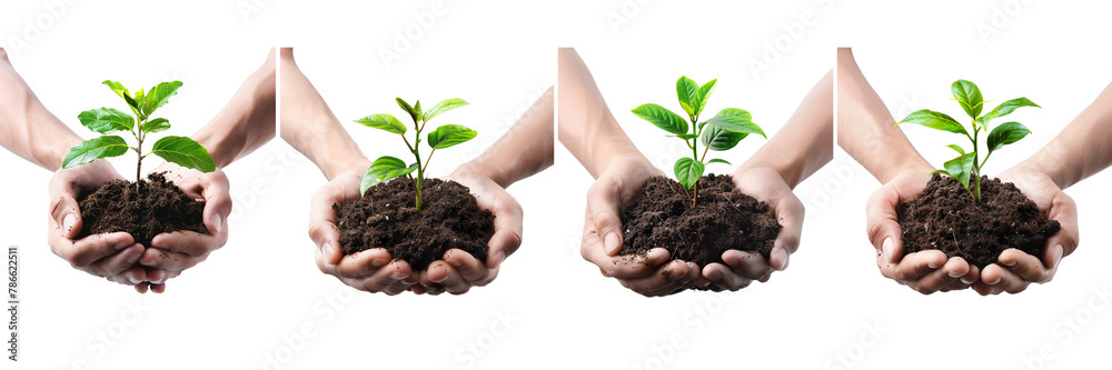 Set of a two hands hold a pile of they Young green plant in soil on a transparent background Set of a two hands hold a pile of they Young green plant in soil on a transparent background