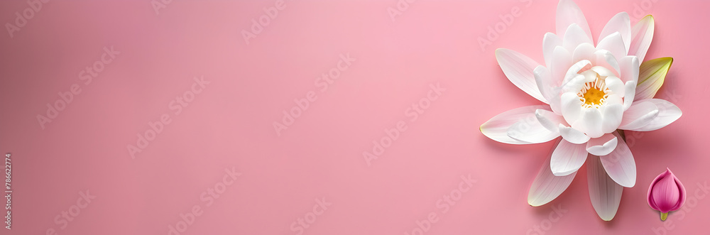 Lotus flower web banner. Lotus flower isolated on pink background with copy space.