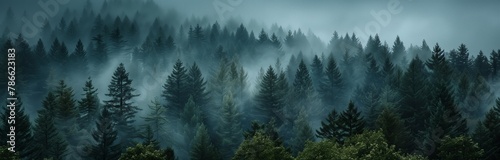 foggy landscape of a forrest