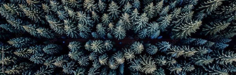 beautiful landscape of a forest looking from above beautiful landscape of a forest looking from above