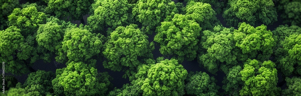 beautiful landscape of a forest looking from above 