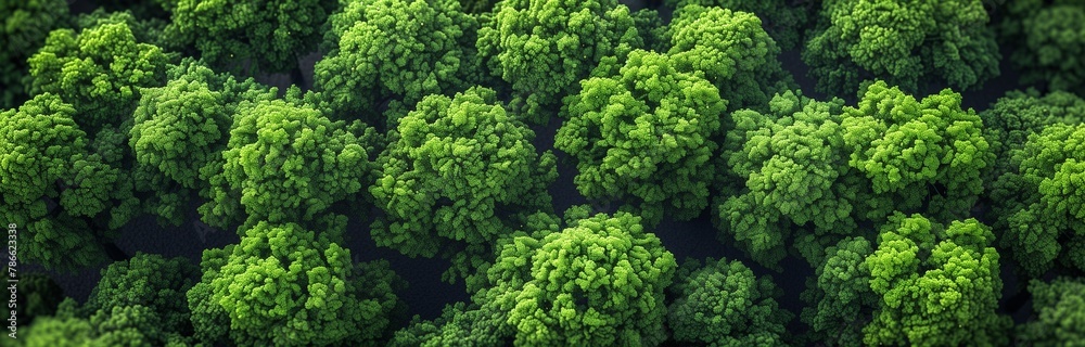 beautiful landscape of a forest looking from above beautiful landscape of a forest looking from above