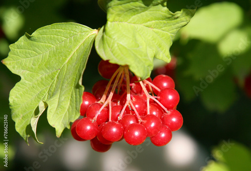 Red viburnum, bunch of ripe berries with leaves