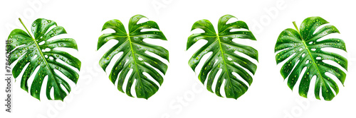 Set of a plan growing from soil on a transparent background - Set of a knolling of monstera leaf, isolated on a transparent background photo
