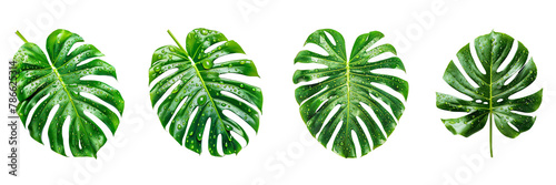 Set of a plan growing from soil on a transparent background - Set of a knolling of monstera leaf, isolated on a transparent background (2) photo