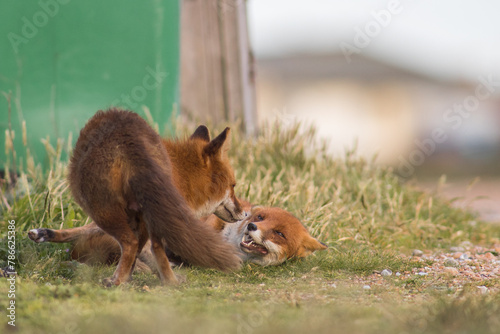 Two adult Red Foxes Playing Together on the Sand in A National Park © JTP Photography