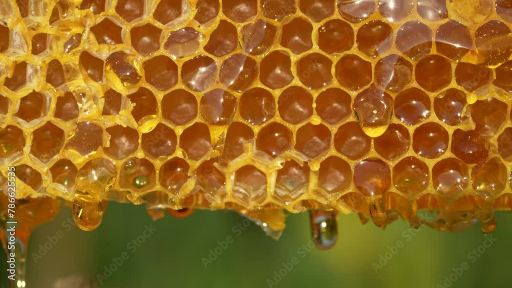 Working bee on honeycomb, close up. Colony of bees in apiary. Beekeeping in countryside. Macro shot with in a hive in a honeycomb, wax cells with honey and pollen. Honey in combs Working bee on honeycomb, close up. Colony of bees in apiary. Beekeeping in countryside. Macro shot with in a hive in a honeycomb, wax cells with honey and pollen. Honey in combs