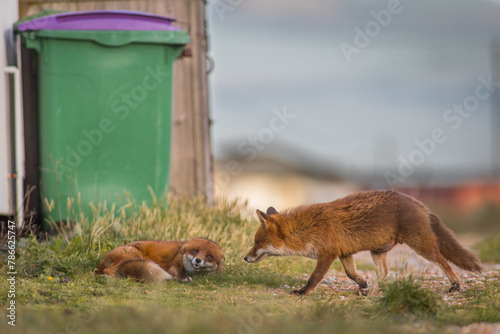 two red fox vulpes playing together next to bins in a car park male and female interaction, bonding fox couple play fighting  © JTP Photography