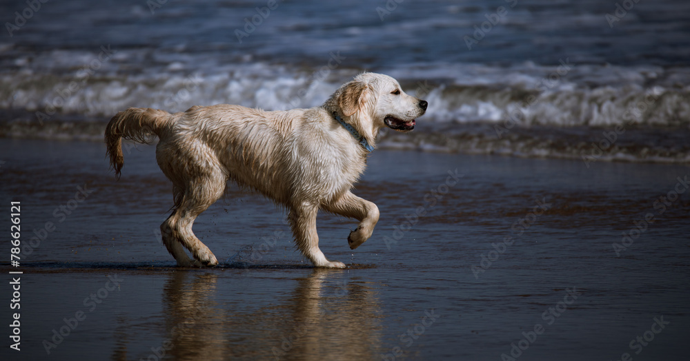 Golden Retriever on the beach, walking on the shoreline. 3/3