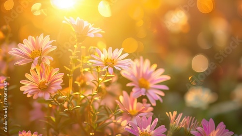 Close up View of Autumn Aster Flowers Bathed in Sunlight