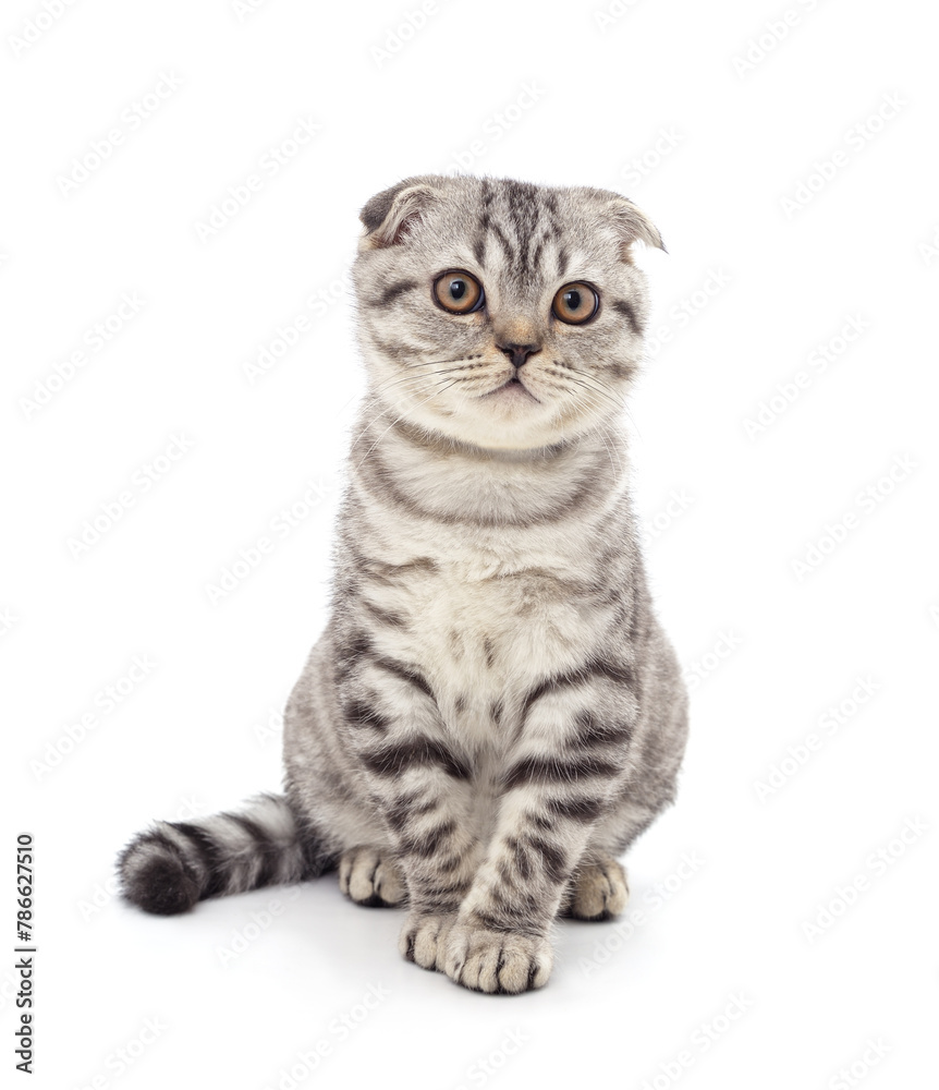 Obraz premium One gray cat.