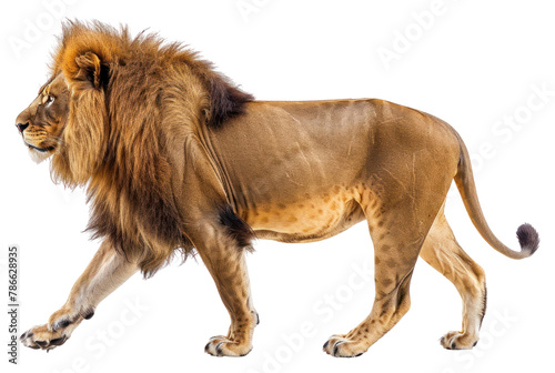 PNG Lion wildlife mammal animal photo