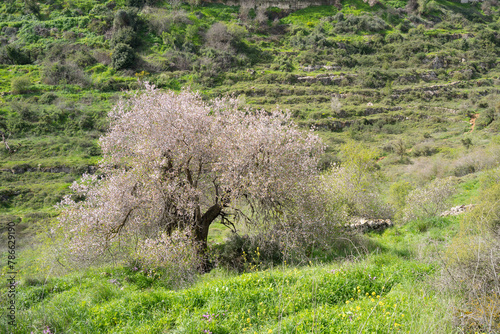 A Big Old Almond Tree in a Valley among the Judea Mountains, Israel