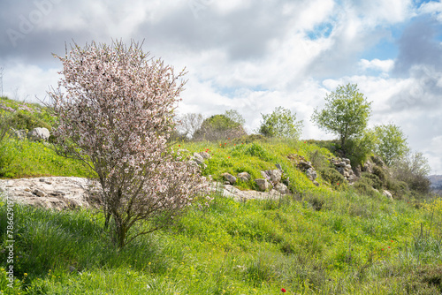 An Almond Tree in Bloom in the Judea Mountains, Israel