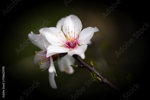 Almond Flowers on a Tree Branch