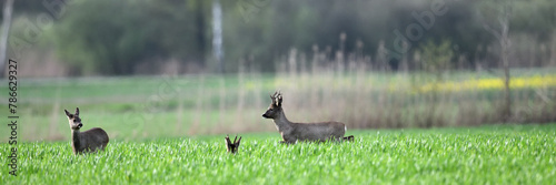 Zwei oder drei Rehböcke besuchen den Bauern auf dem Ackerland in Deutschland. Wildtier Herde in der Rapsblüte versucht sich zu verstecken oder zu flüchten. Wimmelbild im Bannerformat.