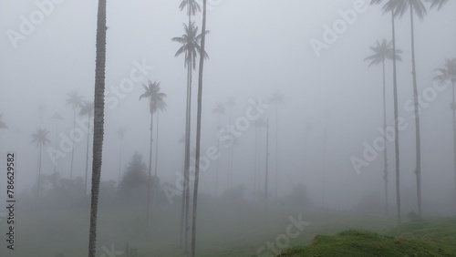 Misty palms