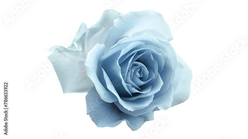 Light blue flower rose isolated on a white