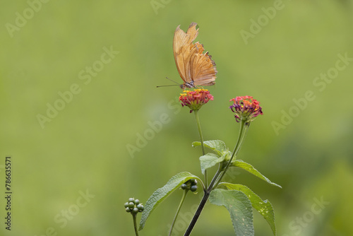 View of a butterfly feeding on wild flowers