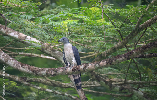 Gray-headed Kite (Leptodon cayanensis) photo