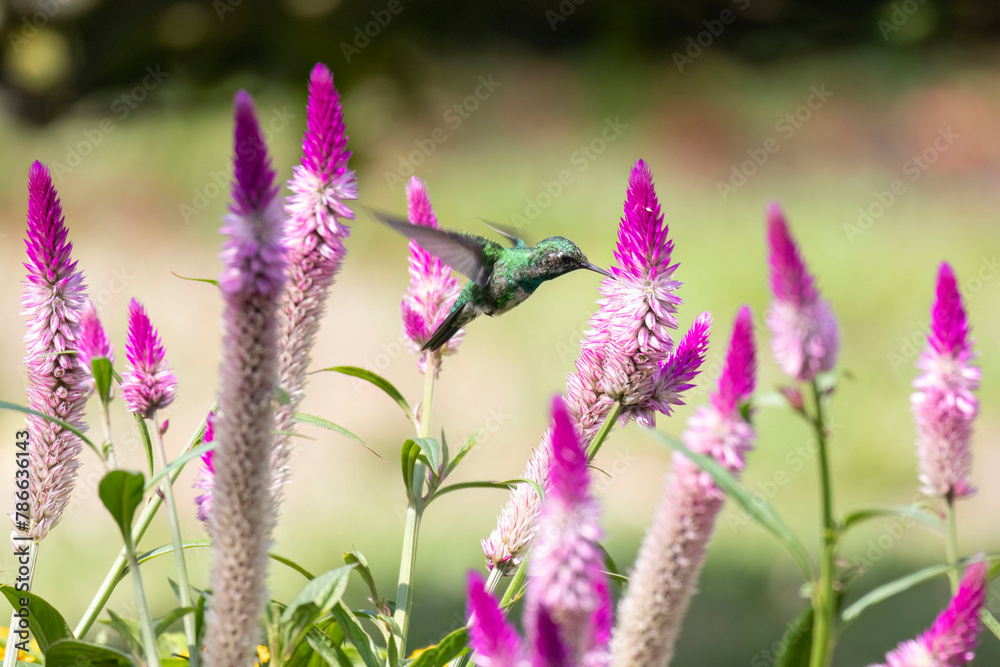 Obraz premium View of a hummingbird feeding on some wild flowers