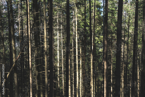 tall coniferous trees in the forest
