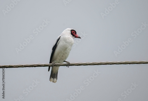  Masked Tityra (Tityra semifasciata) photo