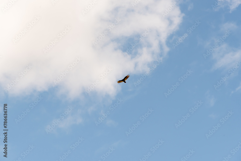 Fototapeta premium A Turkey Vulture Flying High In A Blue And Cloudy Spring Sky In Wisconsin