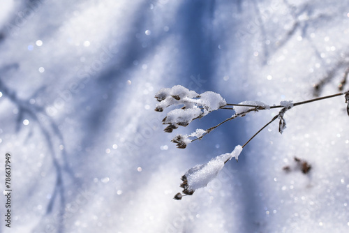 snow covered plant	