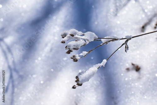 snow covered plant	