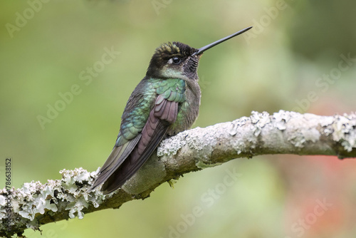 Talamanca Hummingbird or Admirable Hummingbird (Eugenes spectabilis)