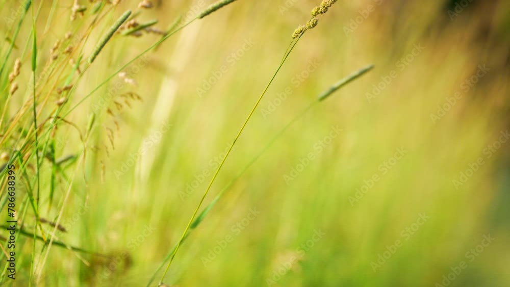 close up of yellow grass close up of yellow grass