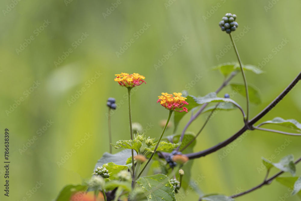 Close up view of beautiful wild flowers Close up view of beautiful wild flowers
