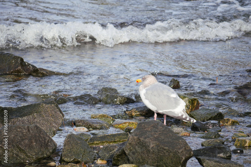 Seagull on the beach of Porteau Cove Provincial Park in British Columbia, Canada photo