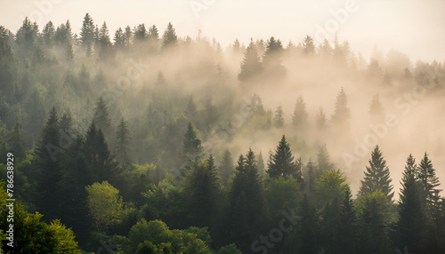 A forest filled with trees covered in fog and smoky in haze