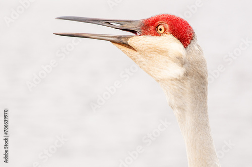 Side view, close distance of, a portrait of a squawking sand hill crane, frightened, at people approaching, at tropical lake