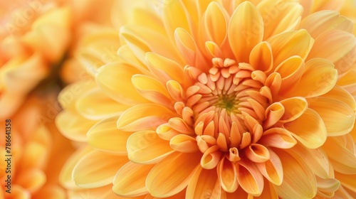 Chrysanthemum flower in close up