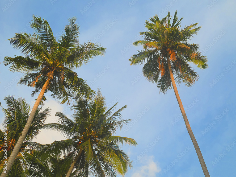 Coconut palm trees