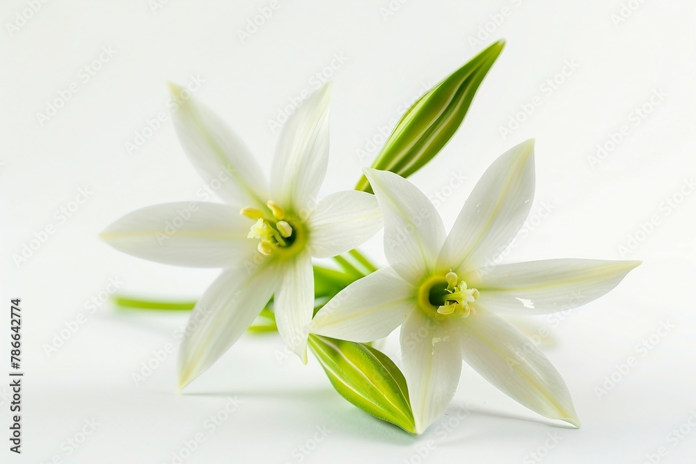 three white flowers with green stems on a white background three white flowers with green stems on a white background