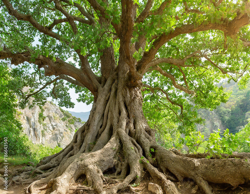 panoramic photo of an ancient tree with thick roots and a wide crown, lush green leaves in a forest landscape with natural light © Nicolas