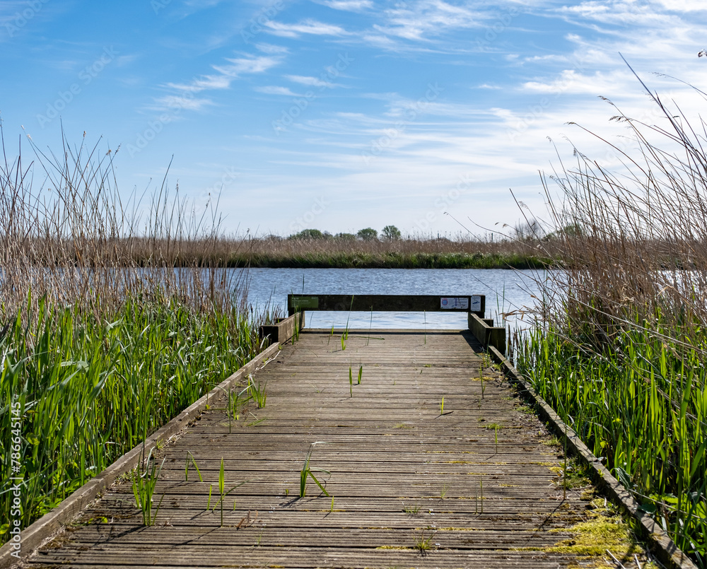 Fototapeta premium Wooden fishing stage in the reeds on the Bure River in the Norfolk Broads National Park