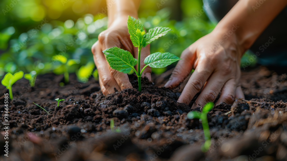 Symbol of Conservation. Hands Planting Sapling Symbol of Conservation. Hands Planting Sapling