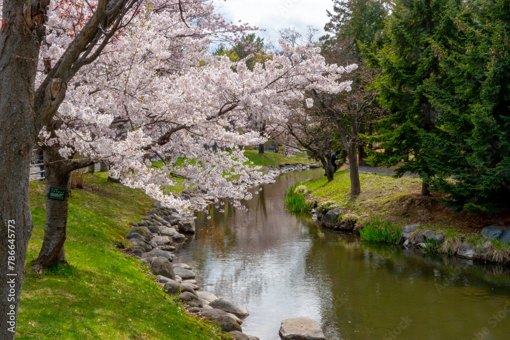 中島公園の桜（北海道札幌市中央区）