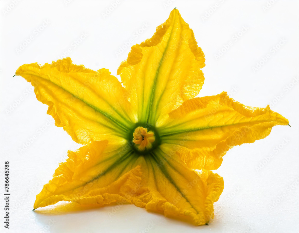 Fototapeta premium Yellow pumpkin or zucchini flower isolated on a white background.