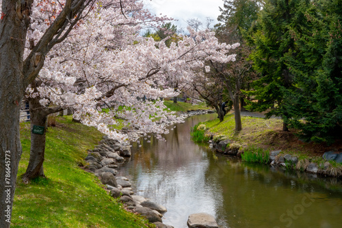中島公園の桜（北海道札幌市中央区）
