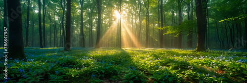 Morning Glory in the Forest. Sunbeams Dancing Through the Woodland #786647967