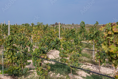 Terre di Noto di A. Di Marco vineyard on the island of Sicily, Italy