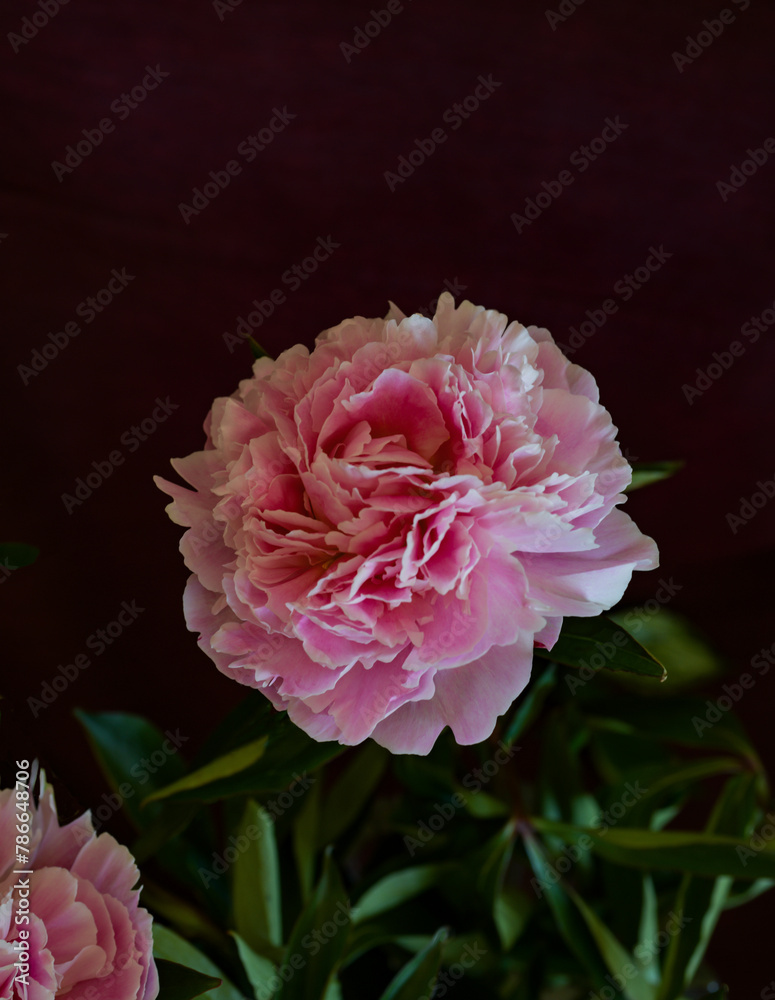 Pivoine 'vedette' sur fond noir Pivoine 'vedette' sur fond noir